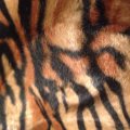 Image client Fourrure imitation Velboa Tigre - 150 cm