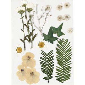 Fleurs et feuilles séchées - blanc cassé Fleurs et feuilles séchées - blanc cassé