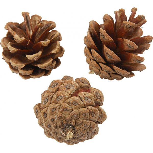 Pommes de pin - 500 g