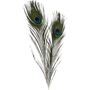 Plumes de paon - 10 pcs Plumes de paon - 10 pcs