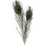Plumes de paon - 10 pcs