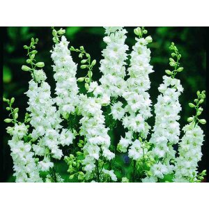 Delphinium - Blanc de Brisbane