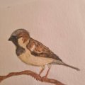 Image client Crayon aquarelle Albrecht D�rer - 274 Warm Grey V