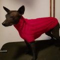Image client Fil Black Sheep Ulrika 50g - Rouge foncé (46)