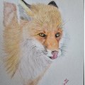Image client Set de crayons aquarelle Cretacolor Artist Studio Line - 24 crayons