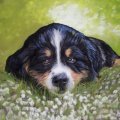 Image client Crayon pastel PITT - 199 Noir