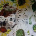 Image client Ensemble de peintures acryliques - 25 pièces