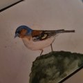 Image client Crayon aquarelle Albrecht D�rer - 173 Vert Olive Jaun�tre