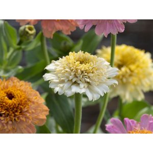 Zinnia - Cresto p�ches et cr�me