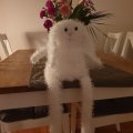 Image client Rembourrage blanc 250 g
