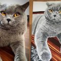 Image client Copic Ciao - C-5 - Gris froid No. 5