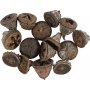 Cnes d'eucalyptus - 25 g