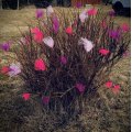 Image client Tissu Tulle Violet - 150 cm