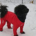 Image client Nylon castor - Code couleur : 4 - rouge - 150 cm