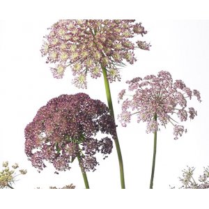 Carotte fleur - Dara