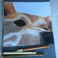 Image client Crayon de couleur Polychromos - 180 Terre d'Ombre Brute