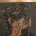 Image client Crayons pastel secs Toison D`or - 12 nuances de marron