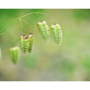 Briza Maxima