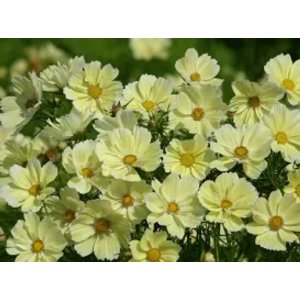Rose coup�e - Xanthos