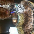 Image client Fourrure Animale Velours - L�opard