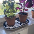 Image client Pots en terre cuite 10 cm - paquet de 10