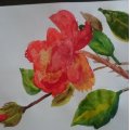 Image client Bloc aquarelle aquarelle 240 x 320 mm