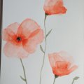 Image client Peinture aquarelle W&N Cotman Demi-tasse - 095 Teinte rouge cadmium