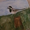 Image client Crayon aquarelle Albrecht D�rer - 274 Warm Grey V