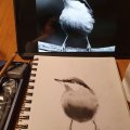 Image client Le dessin Goldfaber - Fusain