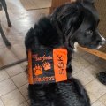 Image client Nylon castor - Code couleur : 3 - orange - 150 cm