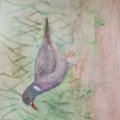 Image client Crayon aquarelle Albrecht D�rer - 153 Turquoise Cobalt