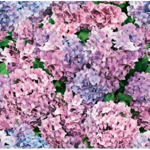 Toile cirée - Hortensia Toile cirée - Hortensia