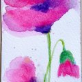 Image client Peinture aquarelle W&N Cotman Demi-tasse - 502 Rose permanente