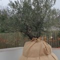 Image client Tissu jute couleur naturelle - 130 cm