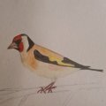 Image client Crayon aquarelle Albrecht D�rer - 185 Jaune de Naples
