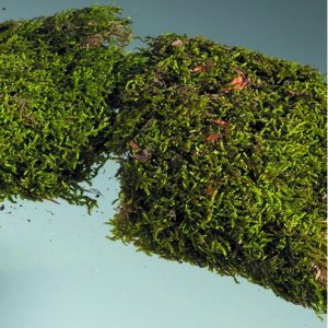 Mousse - verte Mousse - verte