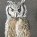 Image client Crayon pastel PITT - 101 Blanc Doux
