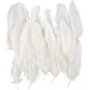Plumes d'oie - blanches - 70 pcs