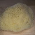 Image client Champignon naturel