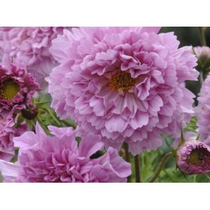 Rose coup�e - Double-cliquez sur bonbon rose