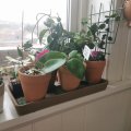 Image client Pots en terre cuite 10 cm - paquet de 10