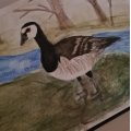 Image client Crayon aquarelle Albrecht D�rer - 177 Brun Noyer