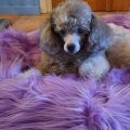 Image client Fourrure de Gorille - Violet Clair