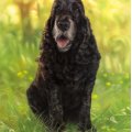 Image client Crayons pastel PITT - 60 Crayons