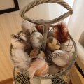 Image client Plumes de pintade 40 - 80 mm - naturelles 3 g ~ 36 pcs.