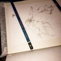 Image client Crayon Toison D'or - 5H