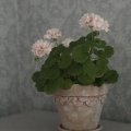 Image client DAS Argile 1 kg Terre Cuite
