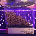 Image client Perles en bois 4 mm - naturel 150 pcs. diam�tre du trou 1,5 mm