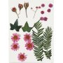 Fleurs et feuilles sches - rouge vif