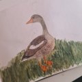 Image client Crayon aquarelle Albrecht D�rer - 173 Vert Olive Jaun�tre